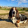 animal, basset_hound, canine, clouds, companion, daylight, dog, ears, fence, grass, leisure, mammal, nature, outdoor, pets, portrait, residential_area, sky, stone, sunny