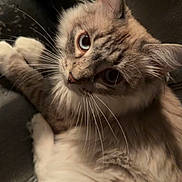 Mocha joined the competition — help win amazing prizes! cat, long_hair, fluffy, feline, pet, portrait, close_up, whiskers, blue_eye, brown_eye, fur, cream_fur, indoor, couch, relaxed, lying_down, looking_at_camera, dramatic_lighting, animal, cute