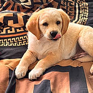 Princess Camilleri joined the competition — help win amazing prizes! puppy, dog, pet, cute, lying_down, tongue_out, blanket, toy, indoor, young, canine, fur, playful, resting, animal, adorable, snout, paw, bed, cozy