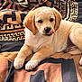 puppy, dog, pet, cute, lying_down, tongue_out, blanket, toy, indoor, young, canine, fur, playful, resting, animal, adorable, snout, paw, bed, cozy