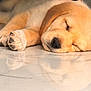 Princess Camilleri joined the competition — help win amazing prizes! puppy, dog, sleeping, reflection, floor, cute, fluffy, animal, pet, relaxing, peaceful, closeup, indoor, young, adorable, resting, canine, fur, paws, head