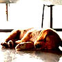 Princess Camilleri is registered to the contest to win money with this photo: puppy, dog, sleeping, floor, reflection, indoor, pet, canine, resting, young_dog, cozy, animal, fur, quiet, peaceful, light, shadow, closeup, adorable, calm