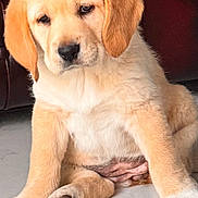 Princess Camilleri is registered to the contest to win money with this photo: animal, brown, canine, cute, dog, domestic_animal, ears, floor, fluffy, fur, golden_retriever, indoor, looking_down, marble_floor, paws, pet, puppy, resting, sitting, young