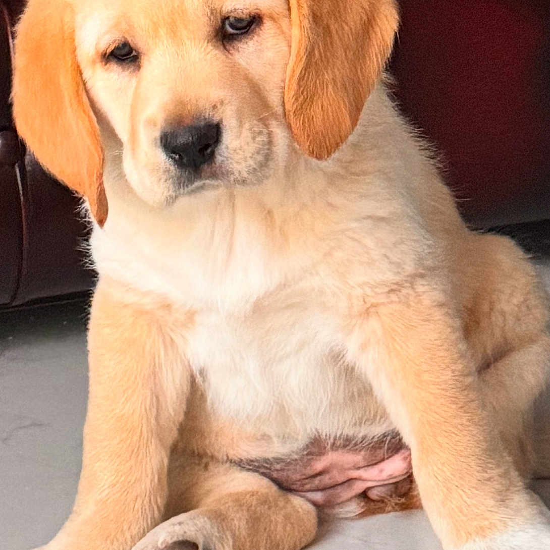 Princess Camilleri is registered to the contest to win money with this photo: animal, brown, canine, cute, dog, domestic_animal, ears, floor, fluffy, fur, golden_retriever, indoor, looking_down, marble_floor, paws, pet, puppy, resting, sitting, young