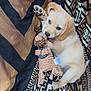 puppy, dog, toy, stuffed_animal, blanket, patterned_blanket, cute, pet, lying_down, indoors, light_fur, playful, young_dog, animal, soft_toy, paw, nose, ears, resting, cozy