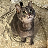 Boba joined the competition — help win amazing prizes! cat, gray_tabby, green_eyes, whiskers, bedspread, patterned, indoor, pet, feline, curious, looking_up, close_up, domestic_cat, soft_lighting, animal, cute, sitting, fur, portrait, cozy