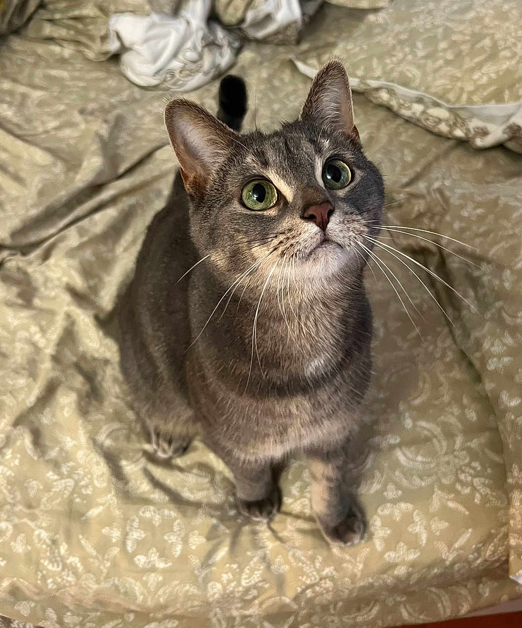 Boba joined the competition — help win amazing prizes! cat, gray_tabby, green_eyes, whiskers, bedspread, patterned, indoor, pet, feline, curious, looking_up, close_up, domestic_cat, soft_lighting, animal, cute, sitting, fur, portrait, cozy