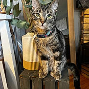 Mello is registered to the contest to win money with this photo: abyssinian, animal, box, cardboard, cat, hardwood, indoors, interiordesign, jar, kitten, manx, pet, plant, planter, plywood, pottedplant, pottery, shelf, vase, wood