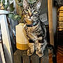 abyssinian, animal, box, cardboard, cat, hardwood, indoors, interiordesign, jar, kitten, manx, pet, plant, planter, plywood, pottedplant, pottery, shelf, vase, wood