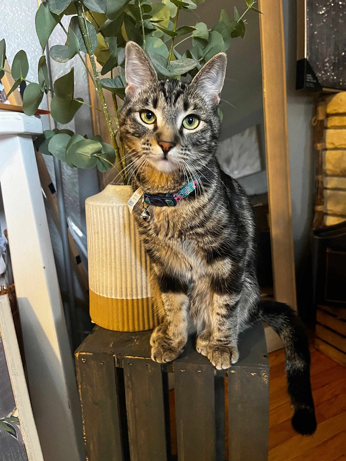 Mello is registered to the contest to win money with this photo: abyssinian, animal, box, cardboard, cat, hardwood, indoors, interiordesign, jar, kitten, manx, pet, plant, planter, plywood, pottedplant, pottery, shelf, vase, wood