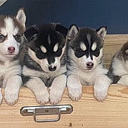 Truffe participe au concours pour gagner de l'argent avec cette photo : puppies, husky, dog, animal, cute, pet, wooden_surface, six_puppies, fur, black_and_white, brown_and_white, young, curious, sleepy, small, indoor, closeup, group, adorable, face