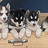 puppies, husky, dog, animal, cute, pet, wooden_surface, six_puppies, fur, black_and_white, brown_and_white, young, curious, sleepy, small, indoor, closeup, group, adorable, face