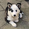 Truffe a rejoint le concours — aidez-le/la à gagner de superbes lots ! puppy, dog, blue_eyes, black_and_white, fluffy, outdoor, pavement, pet, cute, animal, young_dog, ears, fur, lying_down, close_up, adorable, canine, small_dog, alert, looking_at_camera