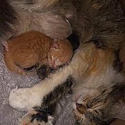 Céleste participe au concours pour gagner de l'argent avec cette photo : cat, kitten, sleeping, newborn_kitten, paw, fur, cozy, blanket, mother_cat, calico_cat, tabby, feline, pet, indoor, nap, whiskers, closeup, cuddling, family, soft