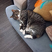 Soba joined the competition — help win amazing prizes! animal, cat, comfortable, couch, cozy, curled_up, domestic_animal, feline, floor, fur, home, indoor, living_room, pet, pillow, relaxed, resting, soft_furniture, tabby_cat, whiskers