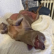 Paco participe au concours pour gagner de l'argent avec cette photo : dog, lying_down, smiling, indoor, blanket, cozy, relaxed, pet, canine, fur, content, resting, comfort, home, radiator, stone_wall, snout, paws, teeth, sleepy