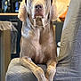 Paco participe au concours pour gagner de l'argent avec cette photo : dog, canine, pet, indoor, chair, seated, crossed_paws, brown_coat, portrait, looking_at_camera, domestic_animal, furniture, blurred_background, calm, household, companion, animal, mammal, short_hair, alert