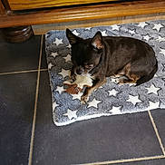 Pierrette Moreau a rejoint le concours — aidez-le/la à gagner de superbes lots ! dog, toy, mat, star_pattern, floor, tile_floor, brown_dog, plush_toy, indoor, pet, resting, wooden_furniture, small_dog, cute, animal, cozy, home, companion, laying_down, domestic