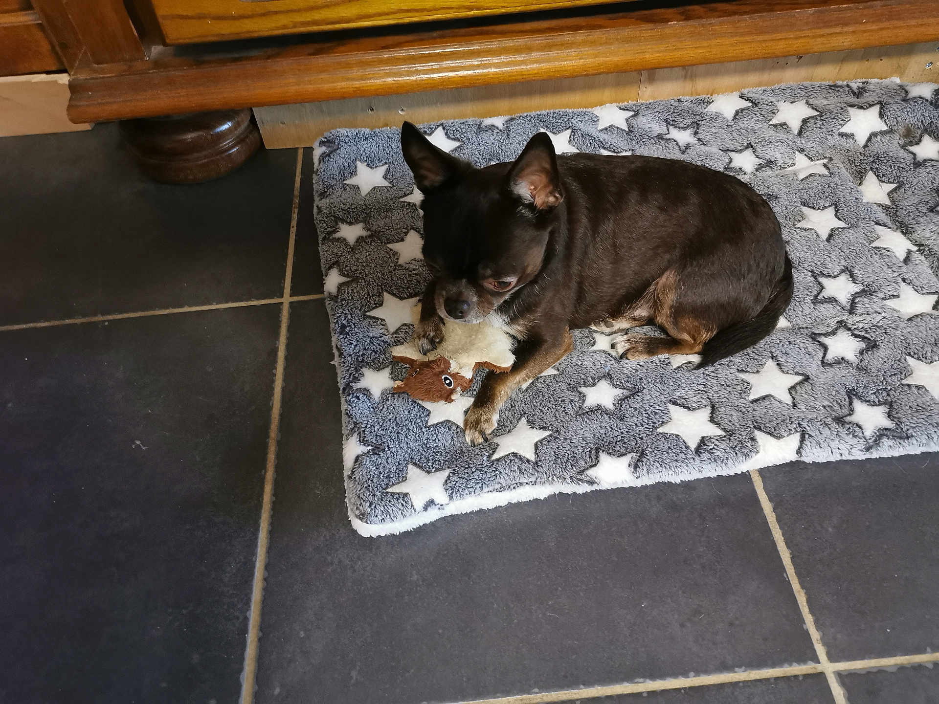 Pierrette Moreau a rejoint le concours — aidez-le/la à gagner de superbes lots ! dog, toy, mat, star_pattern, floor, tile_floor, brown_dog, plush_toy, indoor, pet, resting, wooden_furniture, small_dog, cute, animal, cozy, home, companion, laying_down, domestic