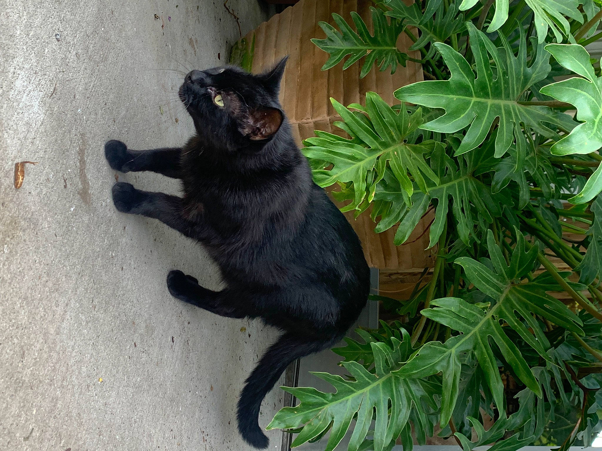 Binx is registered to the contest to win money with this photo: black_cat, bombay, carnivore, cat, dog_breed, domestic_short_haired_cat, felidae, fur, grass, groundcover, herb, herbaceous_plant, houseplant, plant, road_surface, small_to_medium_sized_cats, tail, terrestrial_animal, terrestrial_plant, whiskers
