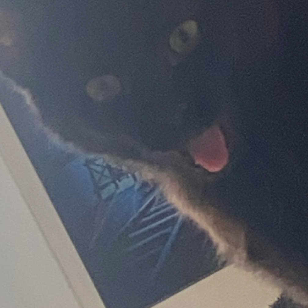 Batman participe au concours pour gagner de l'argent avec cette photo : black_cat, carnivore, cat, cloud, domestic_short_haired_cat, felidae, flooring, fur, meteorological_phenomenon, room, sky, small_to_medium_sized_cats, snout, square, tail, tints_and_shades, vehicle_door, visual_arts, whiskers, window