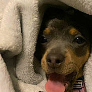 Lolita a rejoint le concours — aidez-le/la à gagner de superbes lots ! dog, puppy, blanket, cozy, tongue, snuggled, cute, pet, fur, sleepy, indoor, warm, closeup, animal, playful, comfort, resting, canine, wrapped, soft