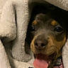 animal, blanket, canine, closeup, comfort, cozy, cute, dog, fur, indoor, pet, playful, puppy, resting, sleepy, snuggled, soft, tongue, warm, wrapped