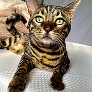 Leo joined the competition — help win amazing prizes! cat, bengal_cat, pet, feline, whiskers, green_eyes, tabby, stripes, close_up, portrait, indoor, bed, blanket, paw, ears, fur, gaze, mattress, domestic_cat, curled_tail