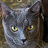 animal, cat, close_up, ears, feline, floor, fur, gray_cat, home, indoor, looking_at_camera, patterned_rug, pet, photograph, portrait, rug, seated, standing, whiskers, yellow_eyes