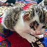 animal, background, blurred, carpet, cat, colorful, companion, curious, cute, feline, fur, indoor, kitten, pattern, pet, sleepy, small, soft, tabby, young
