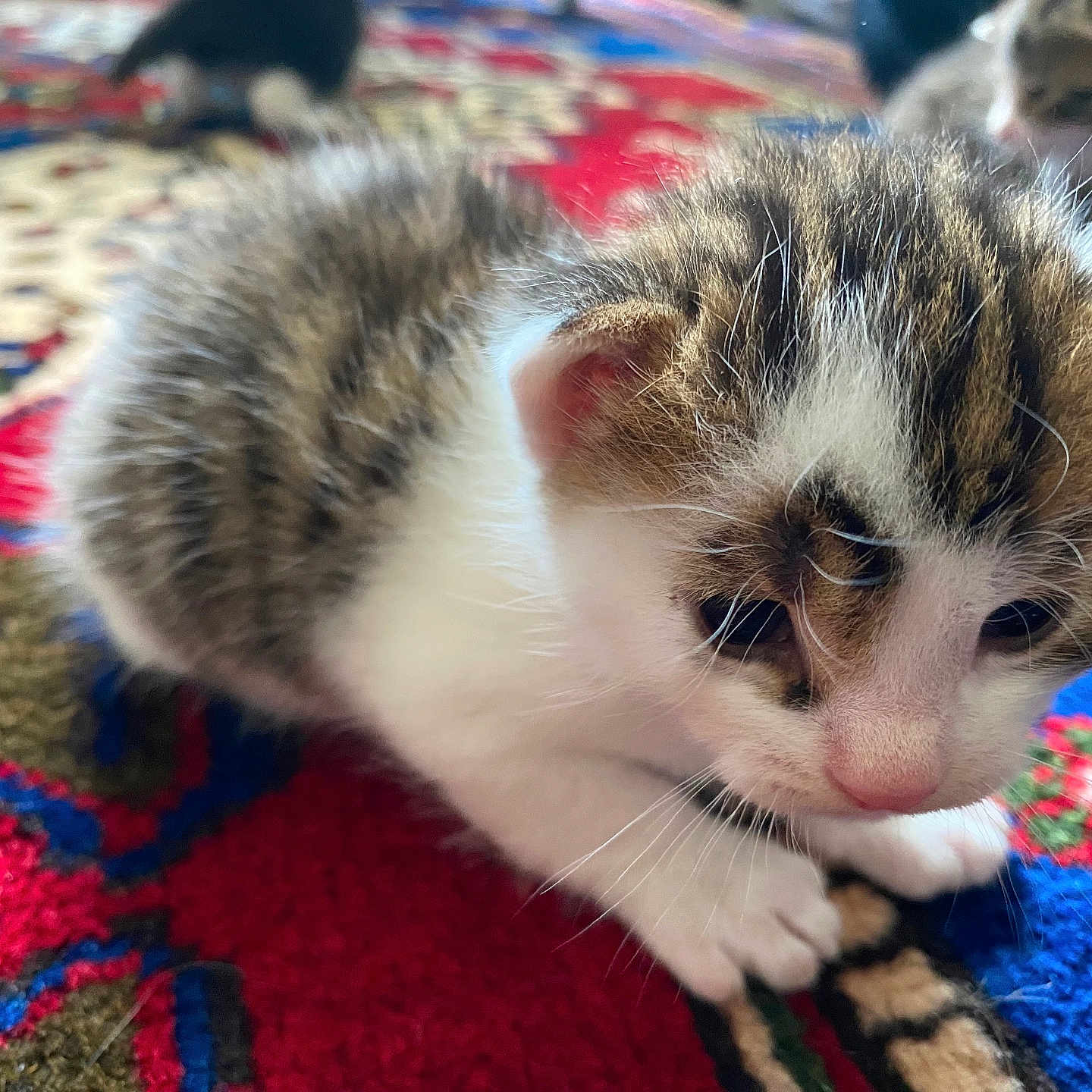 Mimilou participe au concours pour gagner de l'argent avec cette photo : animal, background, blurred, carpet, cat, colorful, companion, curious, cute, feline, fur, indoor, kitten, pattern, pet, sleepy, small, soft, tabby, young
