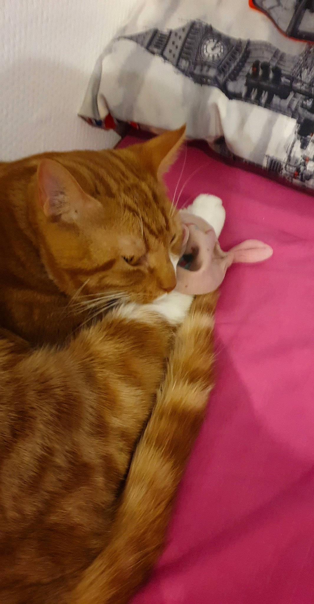 Salamèche a rejoint le concours — aidez-le/la à gagner de superbes lots ! carnivore, cat, claw, comfort, domestic_short_haired_cat, fawn, felidae, fur, hardwood, linens, paw, pillow, room, small_to_medium_sized_cats, snout, tail, terrestrial_animal, textile, whiskers, wood