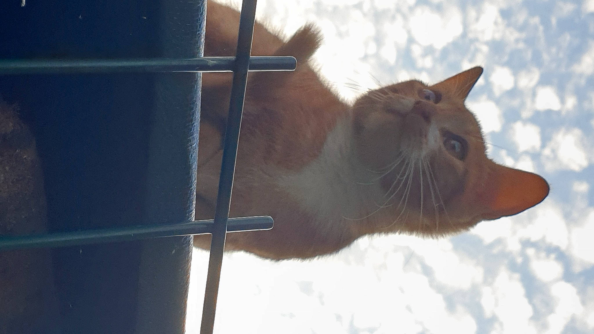 Salamèche a rejoint le concours — aidez-le/la à gagner de superbes lots ! carnivore, cat, domestic_short_haired_cat, electric_blue, fawn, felidae, fur, house, mesh, pet_supply, sky, small_to_medium_sized_cats, snout, snow, tail, whiskers, wildlife, window, wood