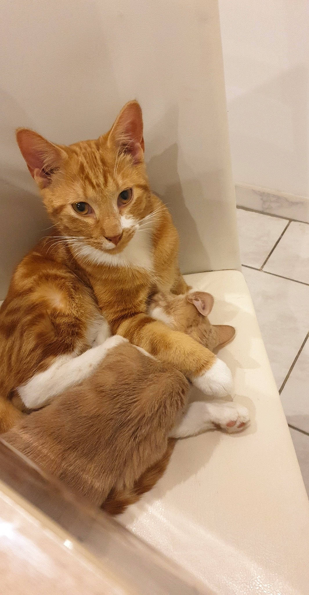 Salamèche a rejoint le concours — aidez-le/la à gagner de superbes lots ! carnivore, cat, cat_supply, comfort, domestic_short_haired_cat, fawn, felidae, flooring, fur, hardwood, paw, pet_supply, small_to_medium_sized_cats, tail, tile_flooring, whiskers, wood