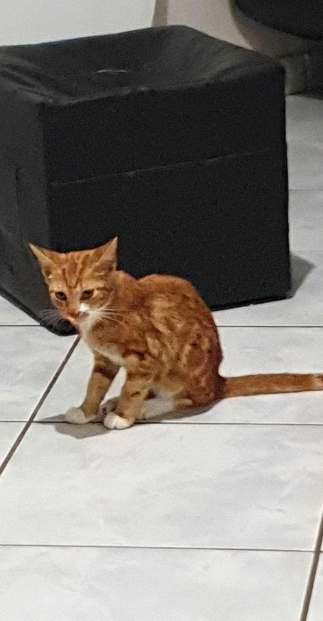 Salamèche participe au concours pour gagner de l'argent avec cette photo : box, brown, carnivore, cat, claw, domestic_short_haired_cat, eye, fawn, felidae, fur, paw, small_to_medium_sized_cats, snout, tail, terrestrial_animal, whiskers, wildlife, wood