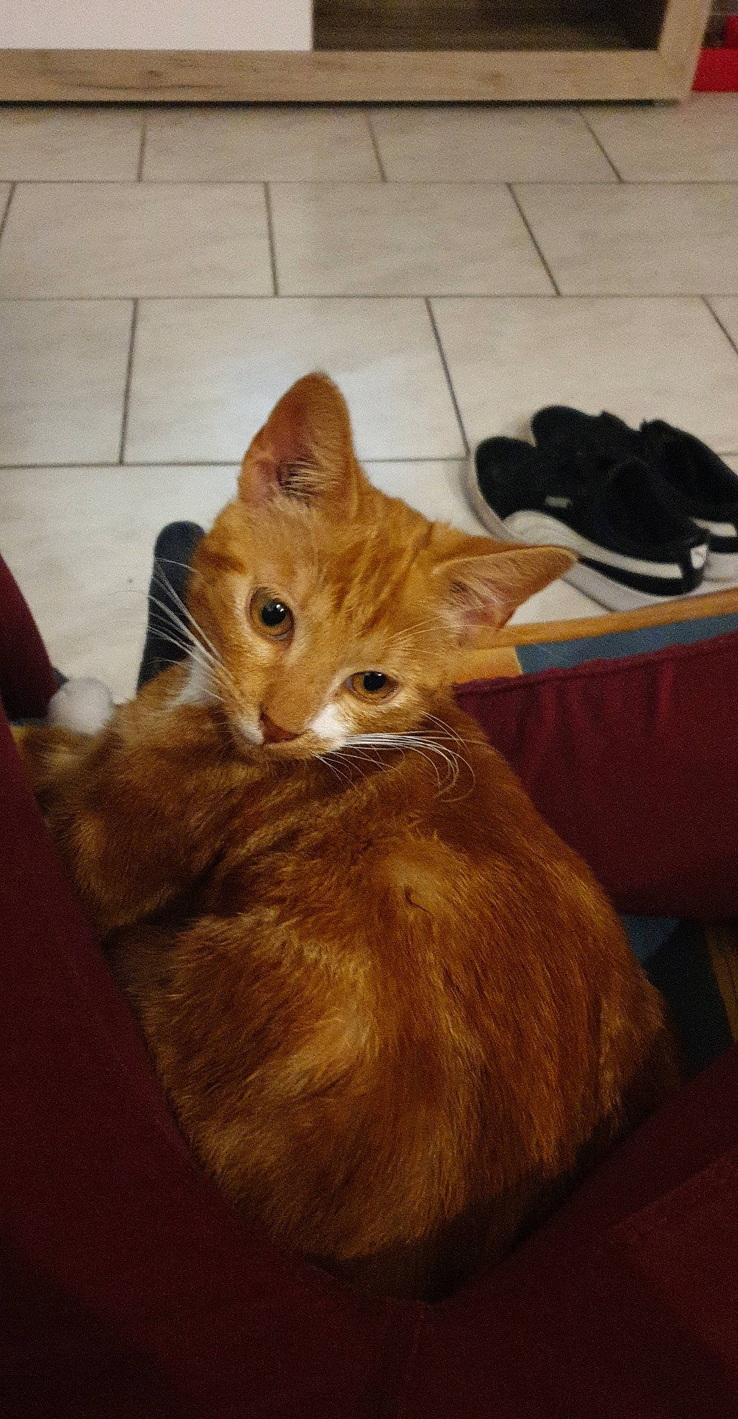 Salamèche participe au concours pour gagner de l'argent avec cette photo : box, brown, carnivore, cat, claw, comfort, domestic_short_haired_cat, fawn, felidae, floor, flooring, fur, hardwood, paw, small_to_medium_sized_cats, snout, tail, terrestrial_animal, whiskers, wood