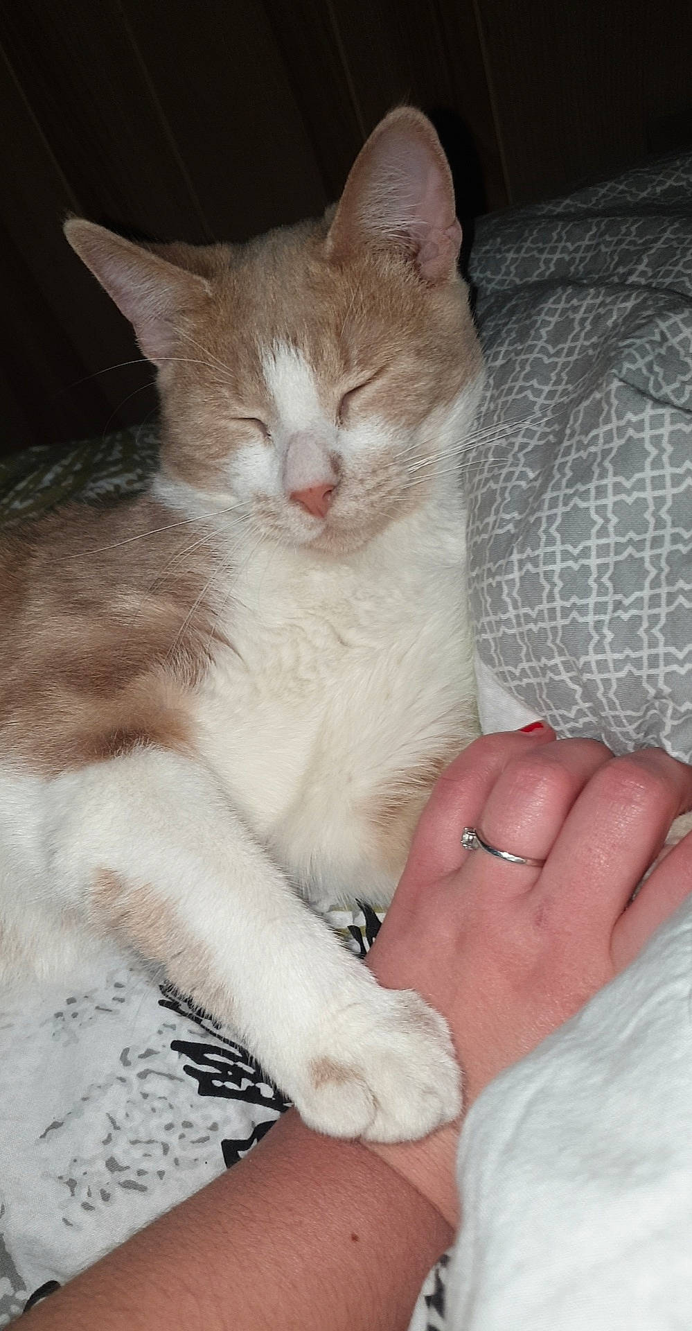 Praline participe au concours pour gagner de l'argent avec cette photo : carnivore, cat, claw, comfort, domestic_short_haired_cat, fawn, felidae, foot, fur, gesture, linens, nail, pattern, paw, sitting, small_to_medium_sized_cats, snout, tail, whiskers