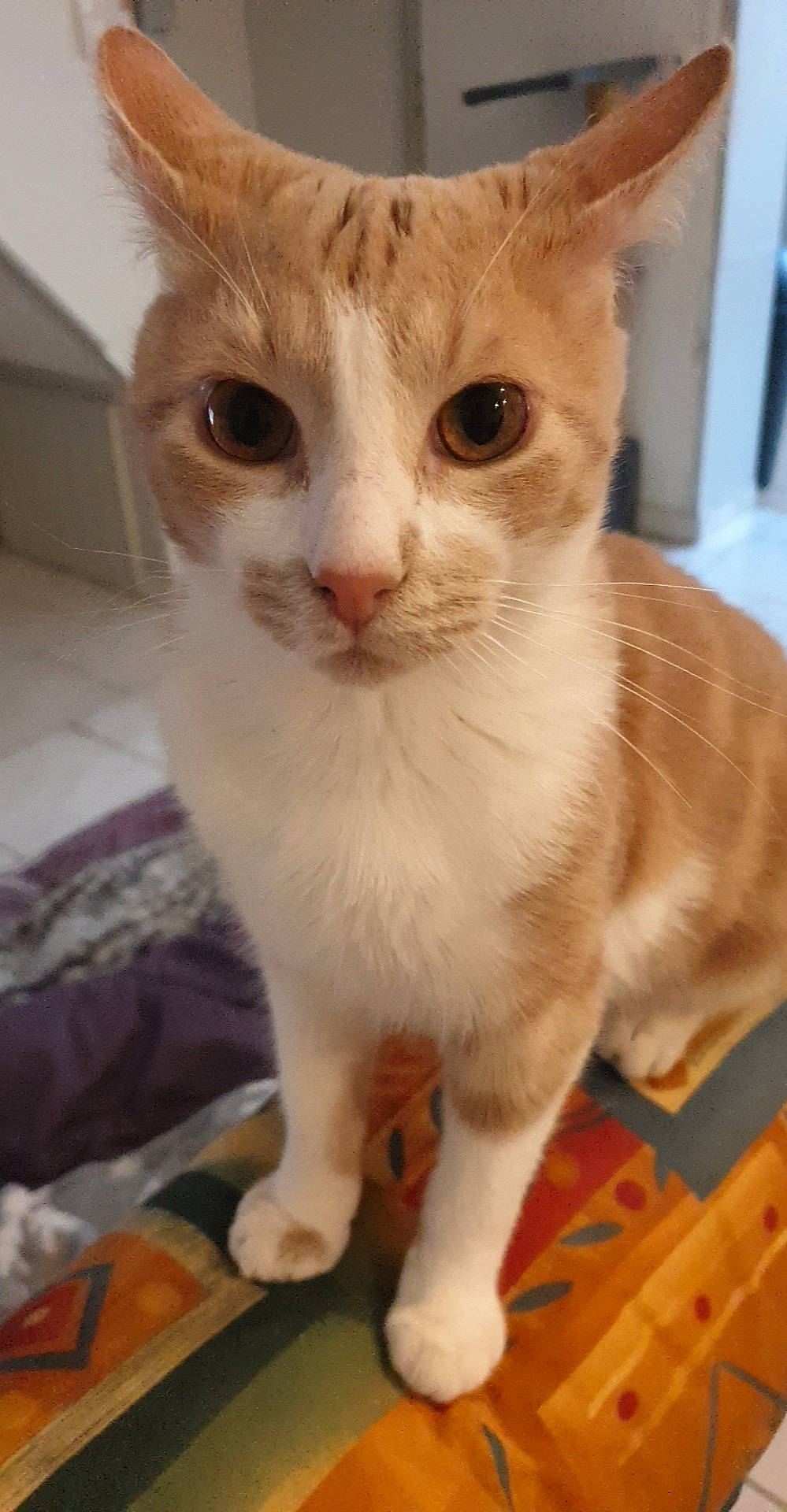 Praline a rejoint le concours — aidez-le/la à gagner de superbes lots ! carnivore, cat, claw, domestic_short_haired_cat, fawn, felidae, fur, paw, pet_supply, small_to_medium_sized_cats, snout, tail, whiskers, window