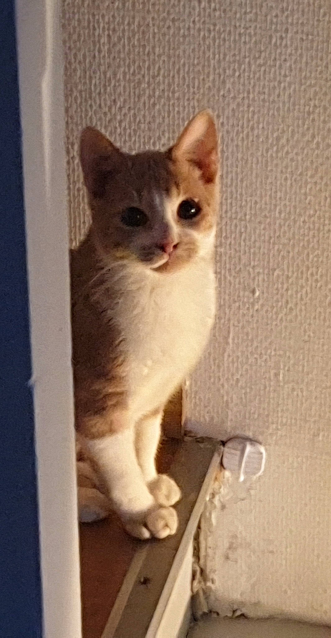 Praline a rejoint le concours — aidez-le/la à gagner de superbes lots ! art, carnivore, cat, domestic_short_haired_cat, eye, fawn, felidae, fur, paw, small_to_medium_sized_cats, snout, tail, whiskers, window