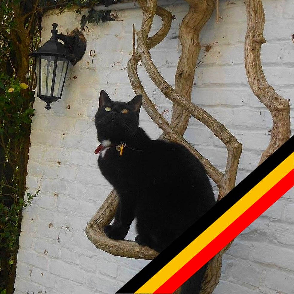 Nisha participe au concours pour gagner de l'argent avec cette photo : asian, black, black_cat, bombay, carnivore, cat, domestic_short_haired_cat, felidae, plant, shadow, small_to_medium_sized_cats, tail, tree, whiskers