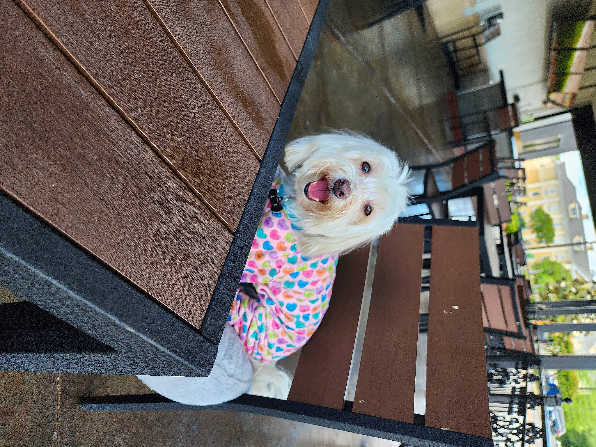 Lily joined the competition — help win amazing prizes! advertising, carnivore, companion_dog, dog, dog_breed, dog_clothes, dog_supply, eyewear, facade, fawn, flooring, fur, hardwood, pattern, pet_supply, plant, sunglasses, toy_dog, visual_arts, wood