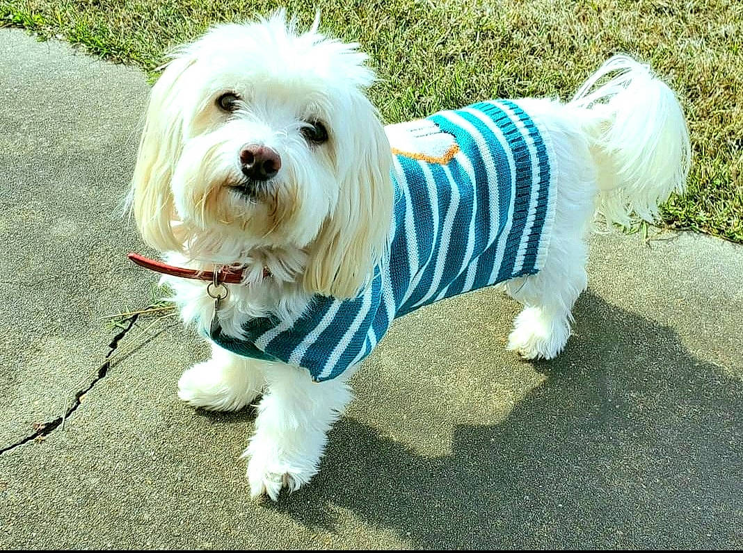 Lily joined the competition — help win amazing prizes! canidae, carnivore, collar, companion_dog, dog, dog_breed, dog_clothes, dog_collar, dog_supply, fashion_accessory, fur, grass, maltepoo, small_terrier, snout, sporting_group, tail, terrier, toy_dog, working_animal