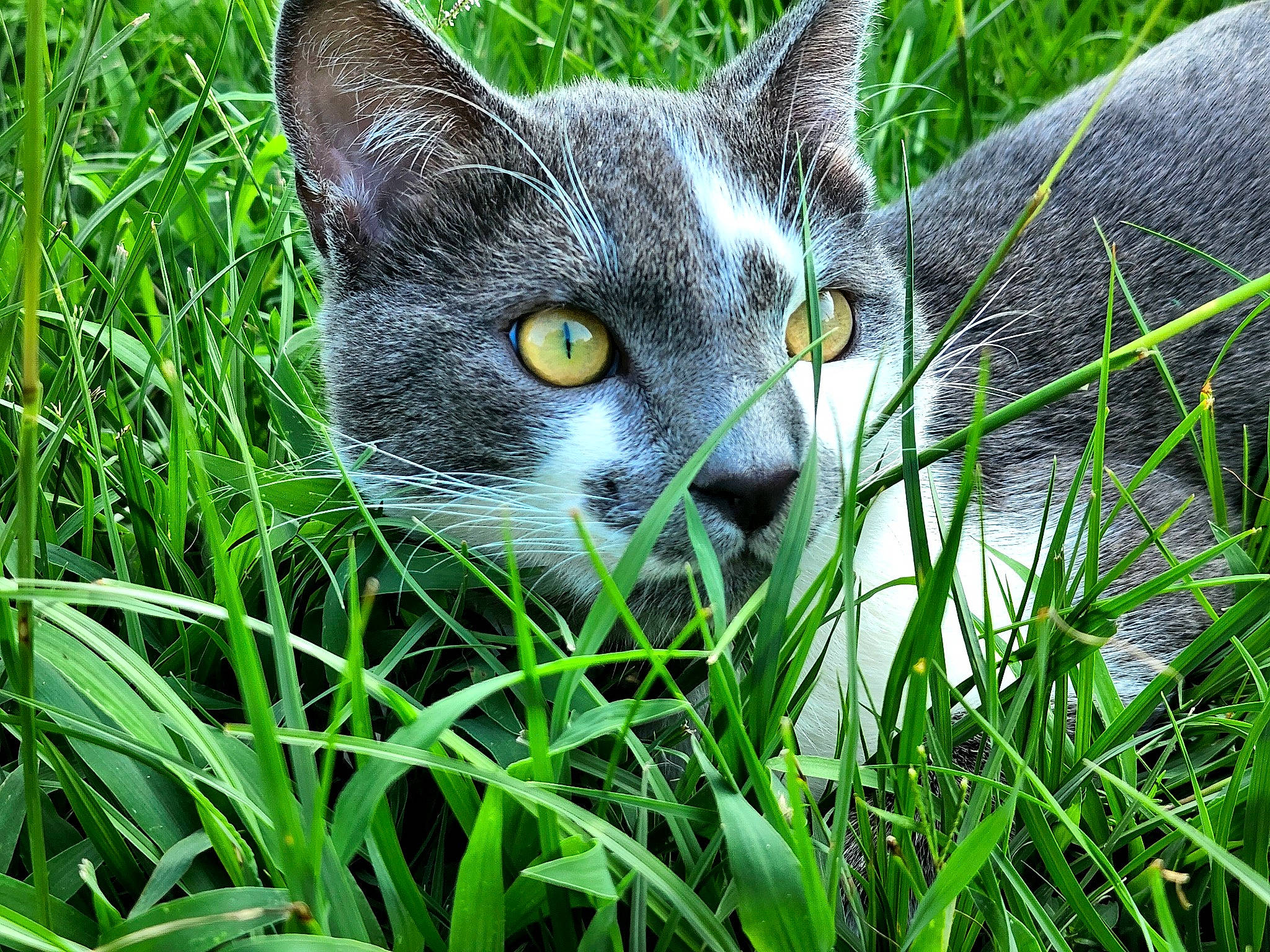 Talon joined the competition — help win amazing prizes! carnivore, cat, domestic_short_haired_cat, eye, fawn, felidae, fur, grass, grass_family, grassland, groundcover, human_body, lawn, plant, small_to_medium_sized_cats, snout, tail, terrestrial_animal, tree, whiskers
