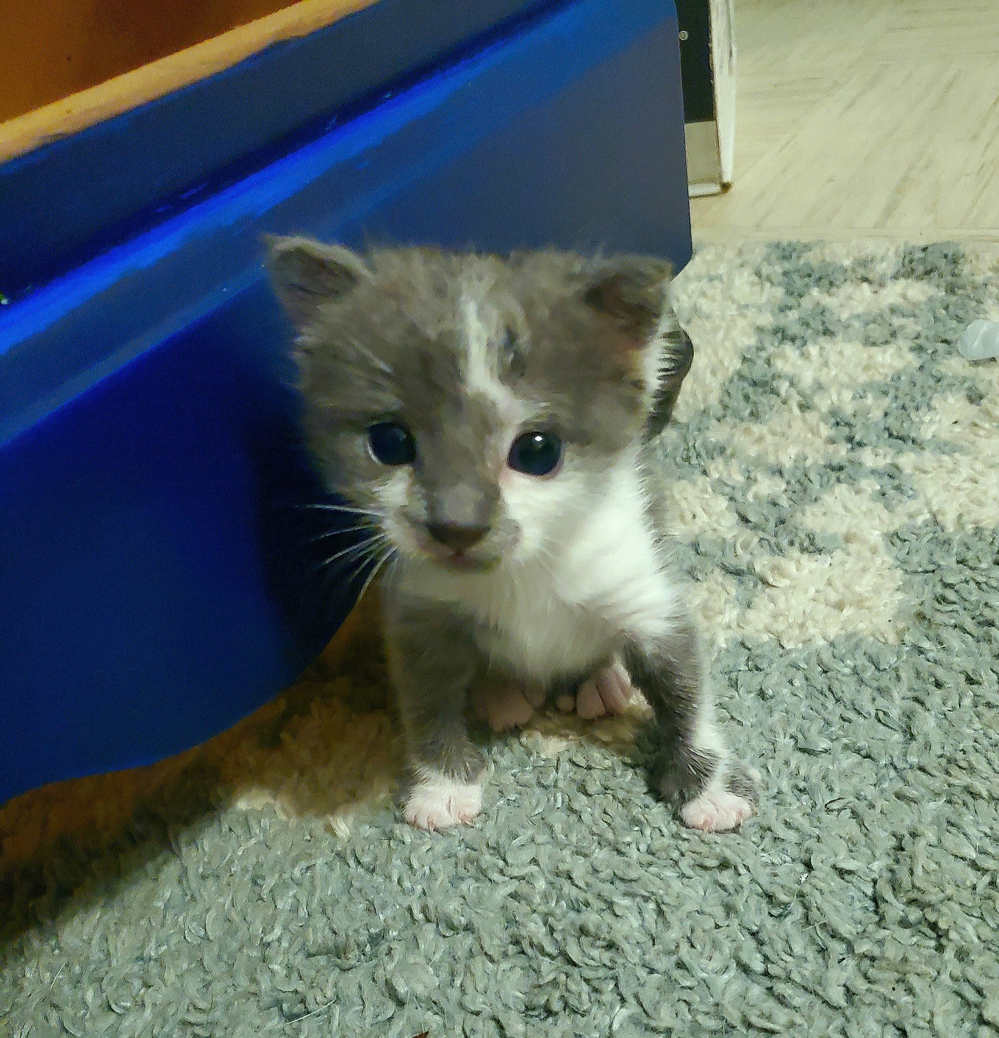 Talon is registered to the contest to win money with this photo: carnivore, cat, claw, domestic_short_haired_cat, felidae, fur, paw, small_to_medium_sized_cats, snout, tail, terrestrial_animal, whiskers