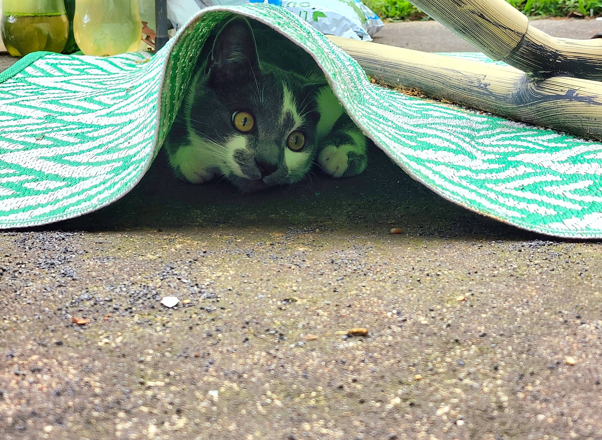 Talon joined the competition — help win amazing prizes! asphalt, automotive_exterior, automotive_tire, bumper, electric_blue, foot, grass, human_leg, landscape, motor_vehicle, outdoor_furniture, outdoor_shoe, road_surface, shoe, sneakers, soil, sports_equipment, tints_and_shades, vehicle_door, wood