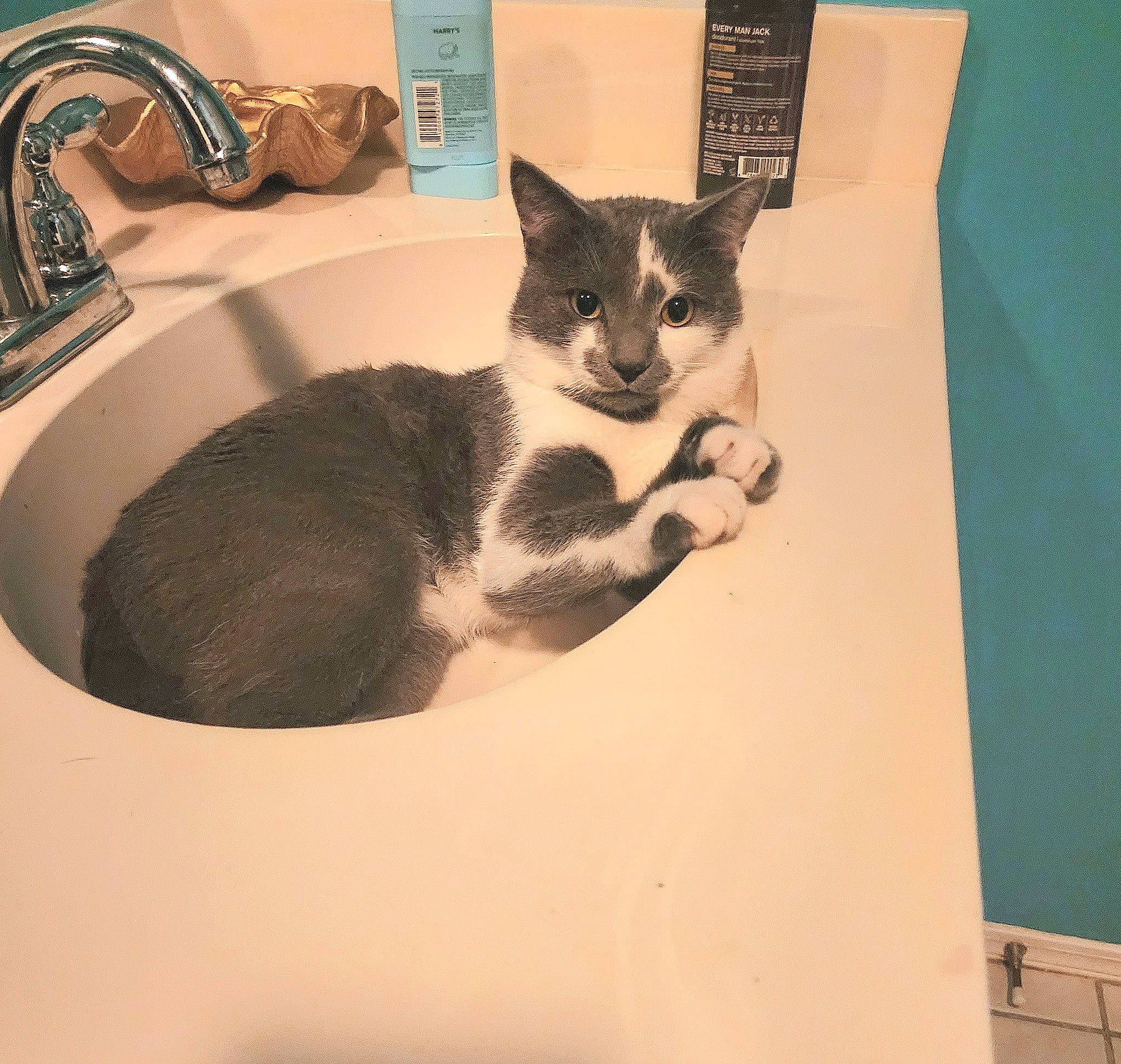 Talon joined the competition — help win amazing prizes! bathroom, bathroom_sink, carnivore, cat, ceramic, comfort, domestic_short_haired_cat, felidae, fur, paw, plumbing, plumbing_fitting, plumbing_fixture, rectangle, room, sink, small_to_medium_sized_cats, tail, tap, whiskers