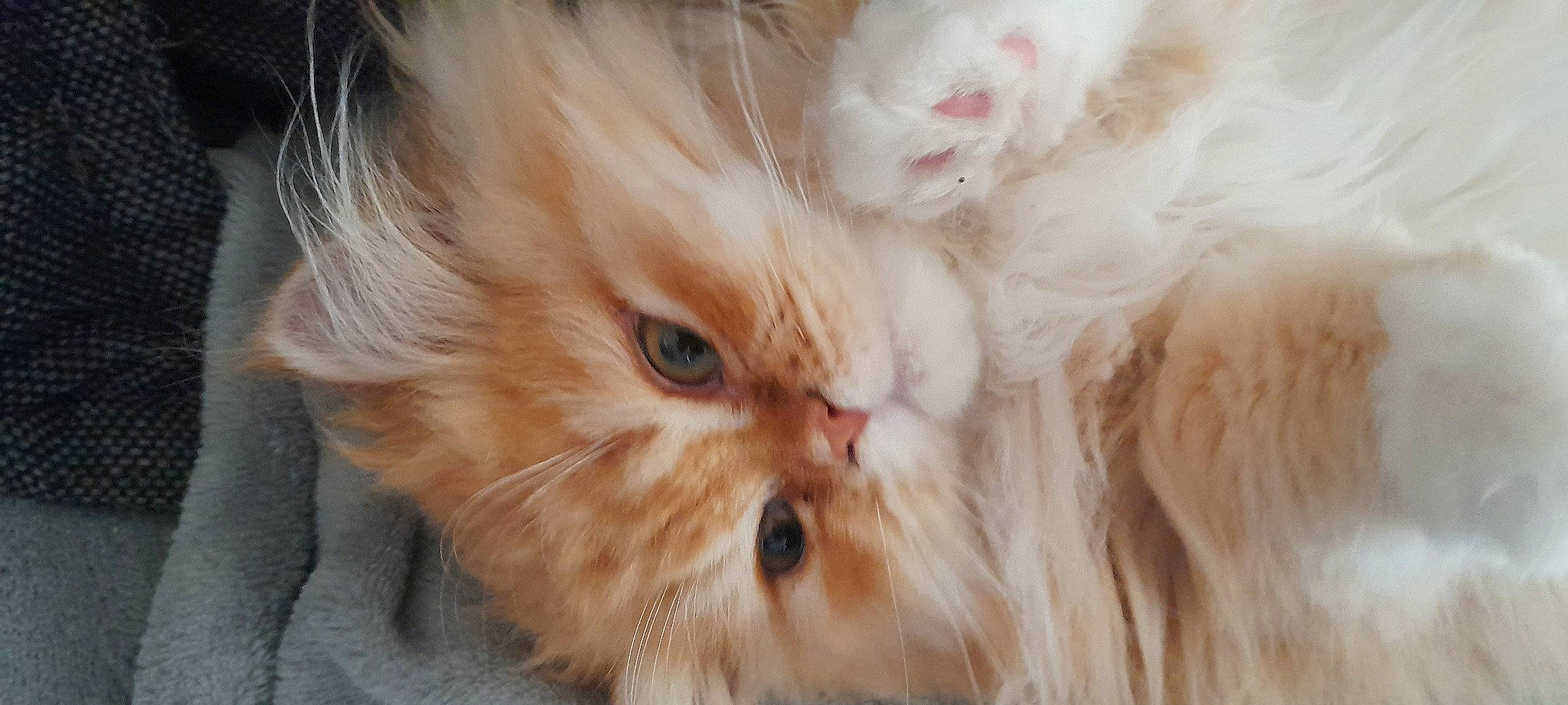 Woody participe au concours pour gagner de l'argent avec cette photo : carnivore, cat, close_up, event, eye, fawn, felidae, fur, iris, natural_material, peach, persian, plant, small_to_medium_sized_cats, snout, vegetable, whiskers