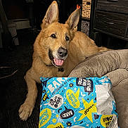 Lyon is registered to the contest to win money with this photo: dog, pet, indoor, package, colorful, dog_bed, floor, furniture, drawer, basket, happy, ears_up, tongue_out, canine, collar, paw, resting, cozy, animal, companion