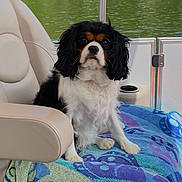 Bindi is registered to the contest to win money with this photo: animal, black, boat, brown, canine, cavalier_king_charles_spaniel, dock, dog, fur, lake, nature, outdoor, pet, portrait, relaxation, seat, summer, towel, water, white