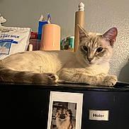 Kittie joined the competition — help win amazing prizes! animal, appliance, background, cat, cream_colored, dog_photo, domestic, feline, fur, indoor, kitchen, lounging, magnet, nonfat_dry_milk, paper_towel, pet, photo, relaxed, tabletop, wall